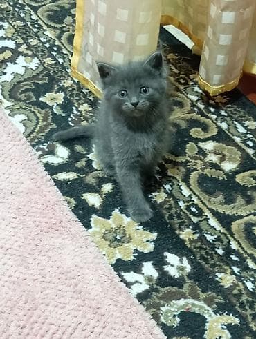 котята милые: Кошка даром: Британская короткошёрстная, 1 месяц, Девочка — 3