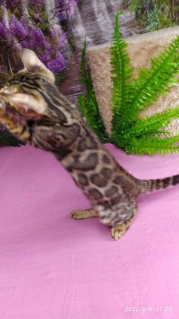 сколько стоит котенок британской золотой шиншиллы: Красивейшие Бенгальские котята 3мес девочки и мальчики. Проф питомник — 10