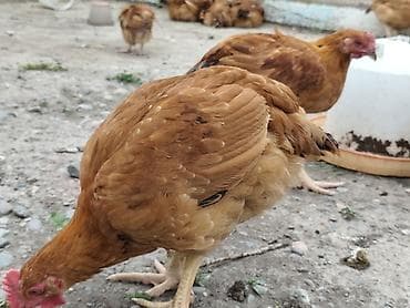 Животные: Продаю | Куры | Несушки — 5