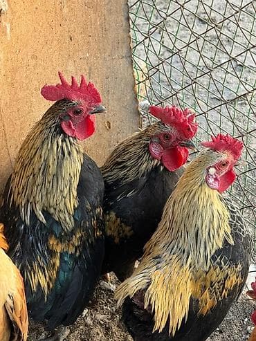 Собаки: Продаю | Куры, Петух — 2