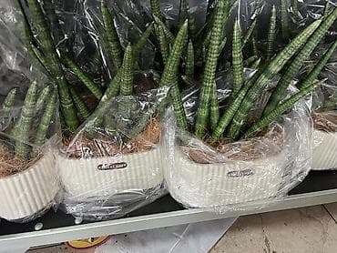 кактус круглый: Комнатные композиции из суккулентов и кактусов в декоративных кашпо - — 5