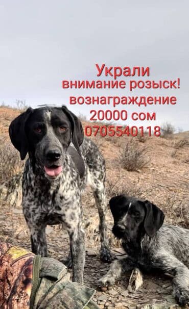 другие животные: Разыскиваются охотничьи собаки! Пожалуйста верните Собак! Собак — 1