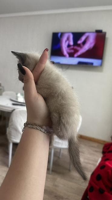 сколько стоят сиамские котята: 3 Сиамских котёнка с колор-пойнт окрасом (светлое тело, тёмные ушки — 3