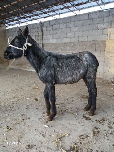 животные корова: ТАЙЛАР сатылат баасы 58 000 сом денсоолугу зынк — 6