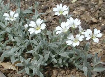 вьющиеся цветы: Рассада цветка: Самовывоз — 1