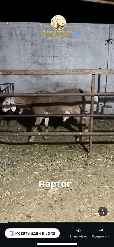 тайган собаки: Сатам | Кочкор (эркек) | Көбөйтүү үчүн | Асыл тукумдуу — 2