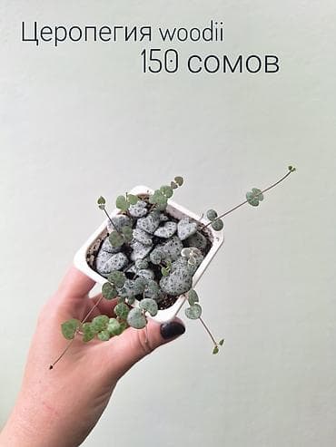 спринклеры: 🌿 Комнатные цветы (укоренённые черенки/молодые растения/взрослые — 10