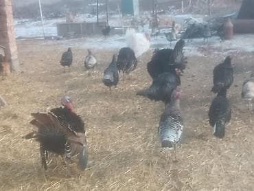 кукуруза мача: Продаю | Индюк (самец) | Для разведения | Племенные — 4