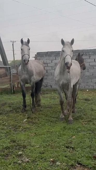 Продаю | Кобыла (самка) | Рабочий at lalafo.kg Продаю | Кобыла (самка) | Рабочий