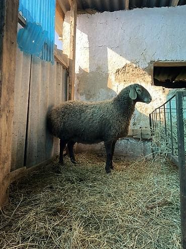 семис козу: Продаю | Овца (самка) | Для разведения | Матка — 7