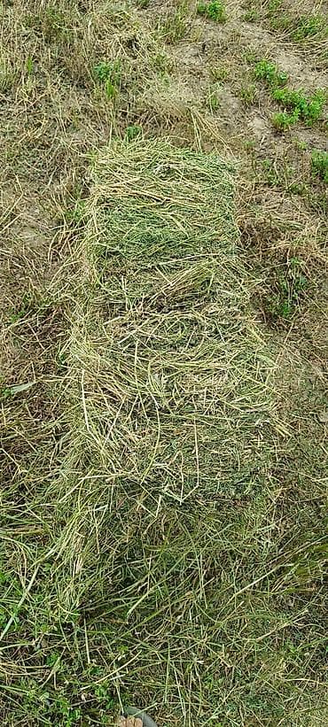 мышык балыкчы: Сено в тюках

таза беде сатылат — 2