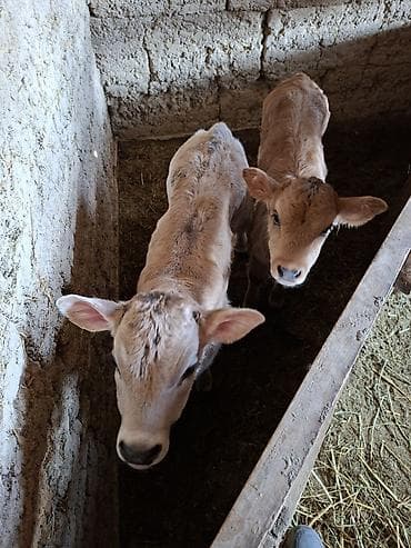 Коровы, быки: Продаю | Музоо, торпок | Искусственник — 4