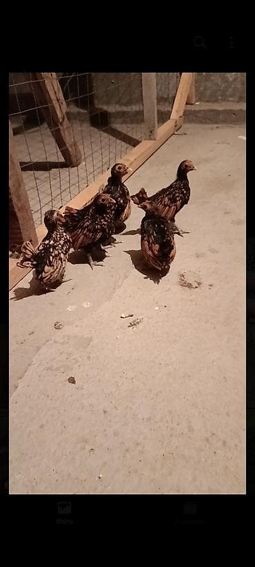 египетская кошка сфинкс: Продаю | Куры | Для разведения — 1