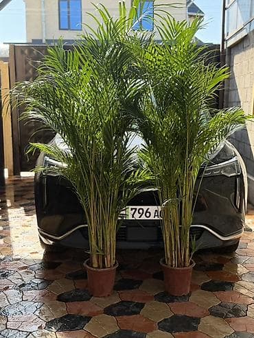 пальма дипсис купить: 🌿 Дипсис сатылат 🌿 📏 Бийиктиги: 2 метр 💰 Баасы: 2500 сом Үйгө — 3