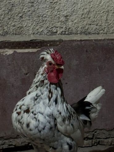 отдам даром вислоухого котенка: Срочно продам — 6