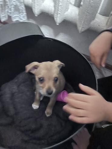 шпицы в бишкеке: Щенок мелкой породы - Пол: не указан - Окрас: светло-рыжий с белыми — 1