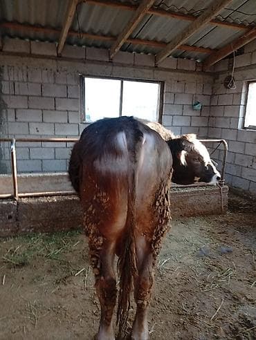 chi su: Продаю | Бык (самец) | На откорм | Привязанные — 1