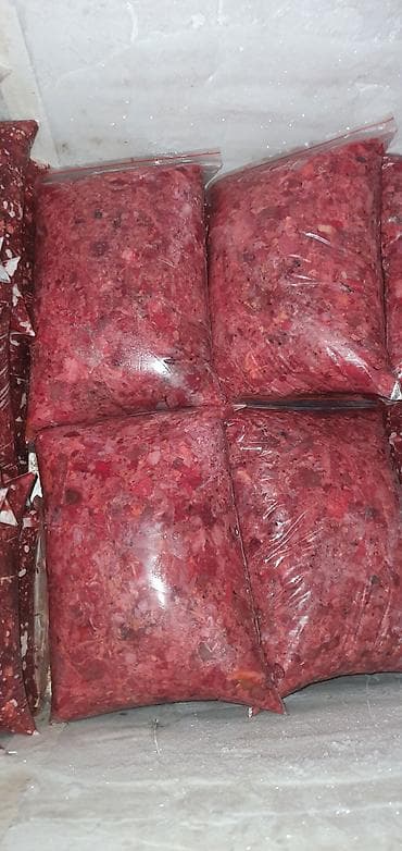 Продажа собак: Алабай, 6 месяцев, Самка — 3