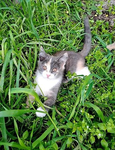 черепаш: Кошка даром: Беспородная, 2 месяца, Девочка, Приучена к лотку — 2