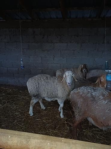 Айыл-чарба жаныбарлары: Сатам | Ургаачы кой (ургаачы) | Көбөйтүү үчүн | Ургаачы — 3