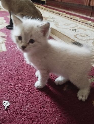 бенгальская домашняя кошка: Котята с колор-пойнт окраском (сиамский тип). Описание: - Малыши с — 2