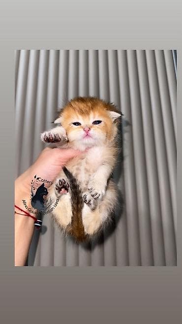 кошка бурма: Скотиш Фолд (Шотландская вислоухая), 1 месяц, Мальчик, Золотая шиншилла, Приучена к лотку, Проглистована, С документами — 6