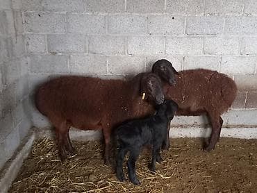 кролики карликовые: Продаю | Овца (самка) | Для разведения | Матка — 4