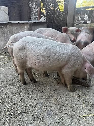 отдам даром собак в бишкеке: Продаю | Поросенок | Крупная белая | Для разведения — 4