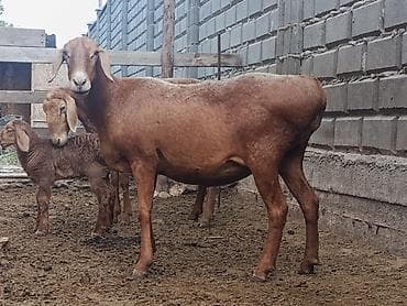 голуби птицы животный: Продаю | Овца (самка) | Арашан — 4