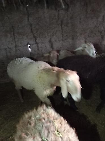 эшек алам: Сатам | Ургаачы кой (ургаачы) | Көбөйтүү үчүн — 2