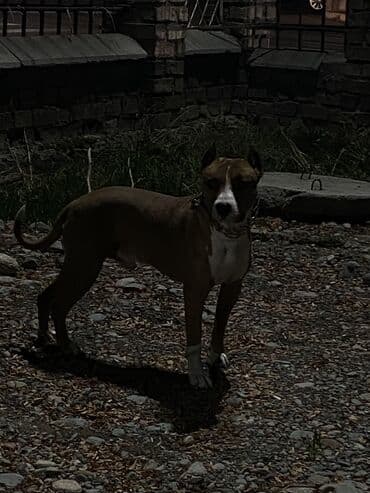 животные в добрые руки: Амстафф, 2 месяца, Самка, С прививкой — 8