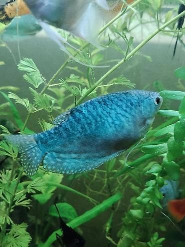цихлид: Голубой гурами (Trichogaster/Trichopodus), декоративная лабиринтовая — 3