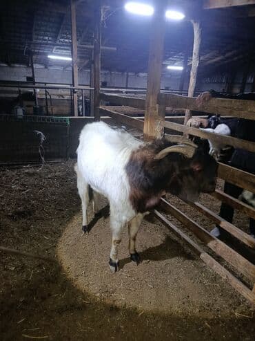 племенные коровы молочные купить: Продаю | Козёл (самец) — 1
