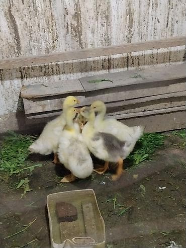 Гусята, молодняк. - Порода: домашние гуси (желто‑белый окрас, у части