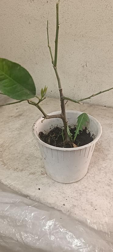 комнатный гранат: Продаю два вида лимона, укорененные черенки, Павловский (в черном — 3