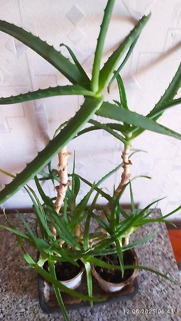 алоэ в ампулах бишкек: Продаю Алоэ 2 штуки,5 лет — 2