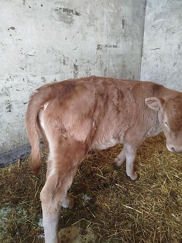 продаю телята: Продаю | Музоо, торпок | На откорм — 2