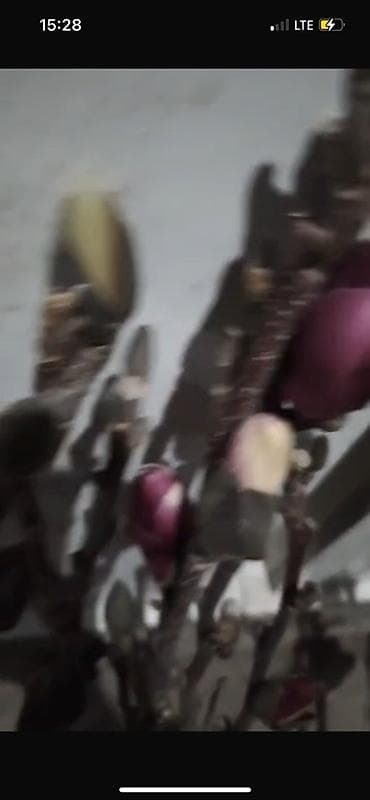 бутон: Саженцы — 4