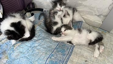 маламут собака цена: Котята черно-белого окраса, пушистые, с мягкой полу-длинной шерстью — 2