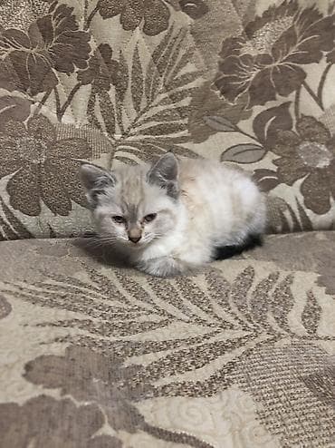 scottish fold: 3 девочки срочно ищут новый дом ! К лотку приучены — 5