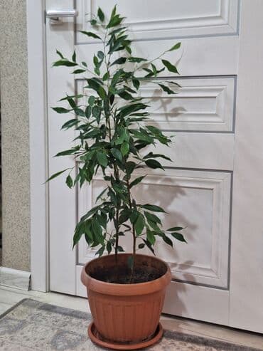 фикус пальма: Срочно срочно не дорого каждая по 1100 сомов. Продаю комнатные — 6