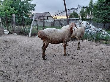 рыбы купить в аквариум: Продаю | Овца (самка) | Для разведения — 6