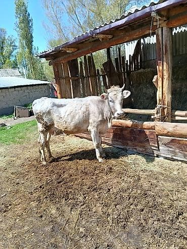 выгул животных: Продаю | Корова (самка), Музоо, торпок | На откорм — 1