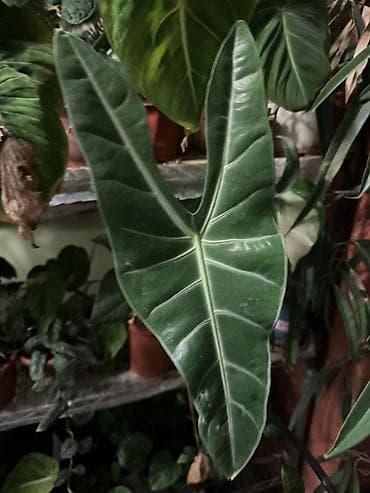 цветы алоказия: Ароидные комнатные растения (коллекционные сорта) - Сингониум — 3