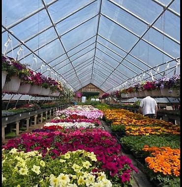 целексия: Газания, цинния и сальвия – яркие однолетние цветы для клумб — 4