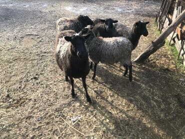 узи для животных цена: Продаю | Овца (самка), Ягненок, Баран (самец) | Романовская — 6