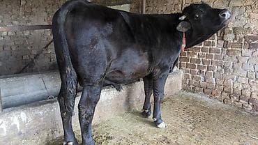 Продаю | Бык (самец) | Для разведения | Привязанные