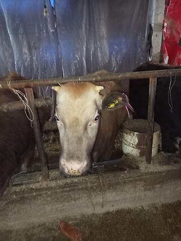 соня куры: Продаю | Тёлка | Для разведения | Нетель — 8