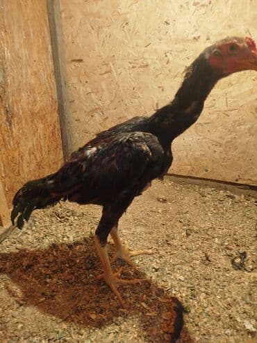 хомяк в бишкеке: Дакан жожо короз сатылат активный алмашу жолдору бар адрес Бишкек — 6