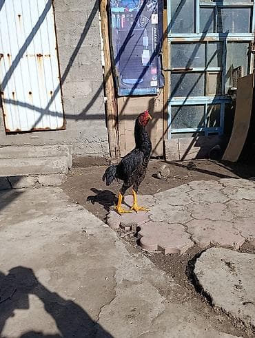 куры несушки: Петух породы дакан бойцовый тип (по внешним признакам) — 2